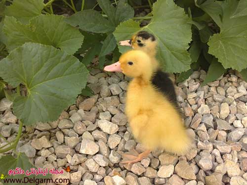  عکس اردک عاشقانه
