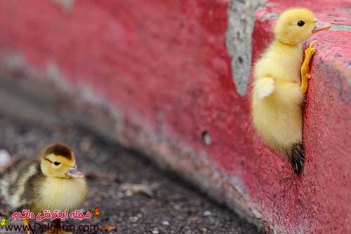  عکس اردک عاشقانه