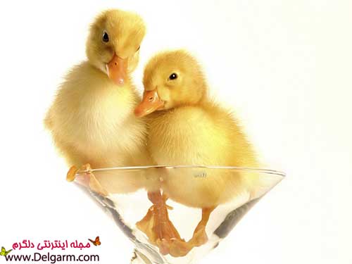  عکس اردک عاشقانه