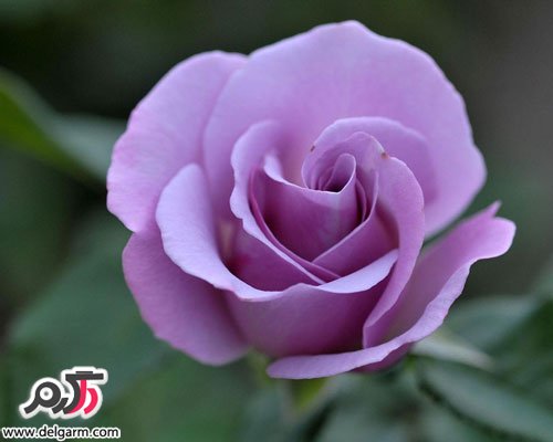 عکس زیبای گل رز بنفش