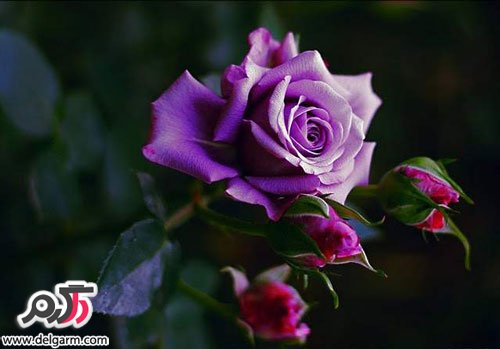 عکس زیبای گل رز بنفش