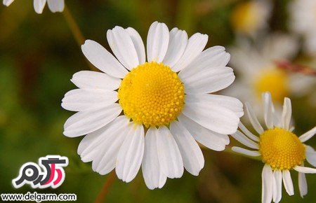 درمان سینوزیت با دمنوش گل بابونه همراه با خواص آن