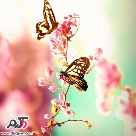 عکس هایی از پروانه های زیبا و رنگی