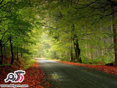 عکسهایی از مناظر سرسبز