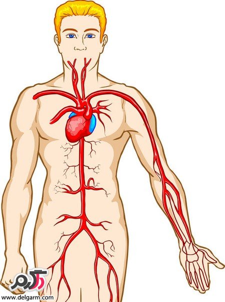گردش خون در بدن و توصیه های مهم راجب آن