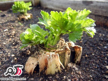 کرفس کوهی گیاهی برای فشارخون و چربی خون