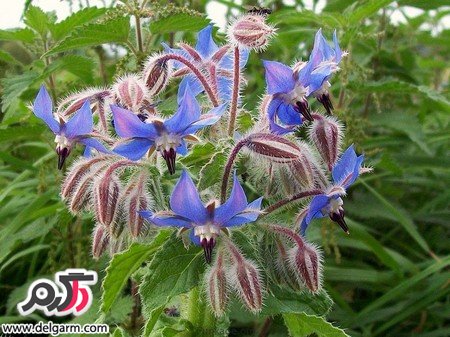 خواص گاوزبان همراه با نحوه تهیه کردن دمنوش آن