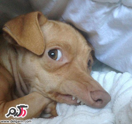 عکس سگ زشت خنده دار