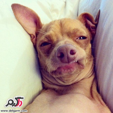 عکس سگ زشت خنده دار