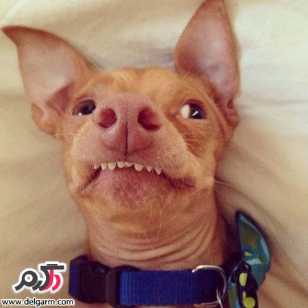 عکس سگ خنده دار برای پروفایل