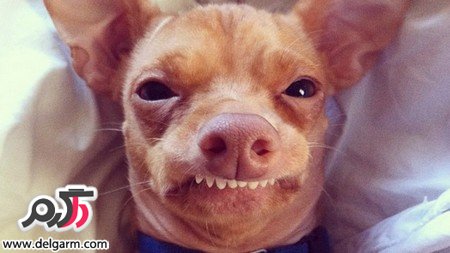 عکس سگ زشت خنده دار