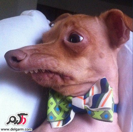 عکس خفن عکس زشت ترین سگ دنیا