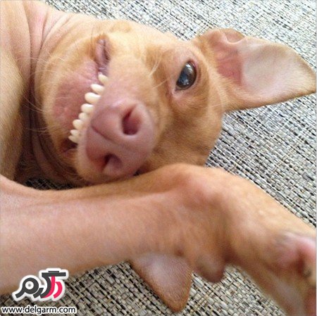 عکس سگ زشت خنده دار