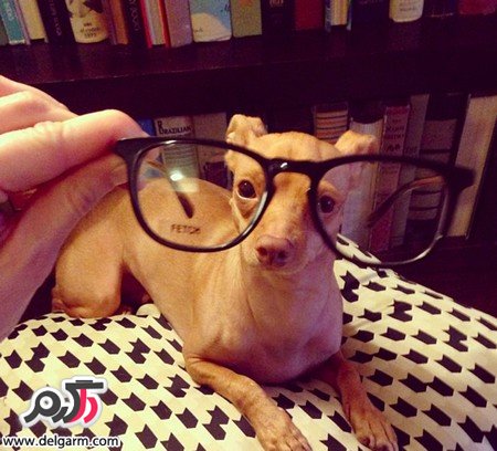 عکس سگ زشت خنده دار