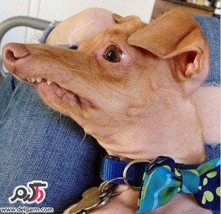 عکس خفن عکس زشت ترین سگ دنیا