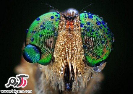تصاویری از چهره حشرات‎ از نمای نزدیک