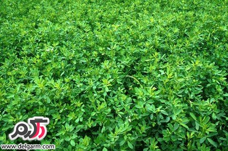 از خواص جالب یونجه چه می دانید؟