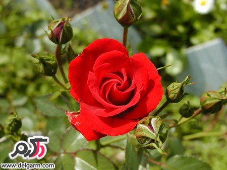 تصاویر زیبا از گل رز قرمز آتشین