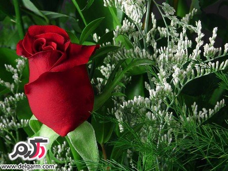 تصاویر زیبا از گل رز قرمز آتشین