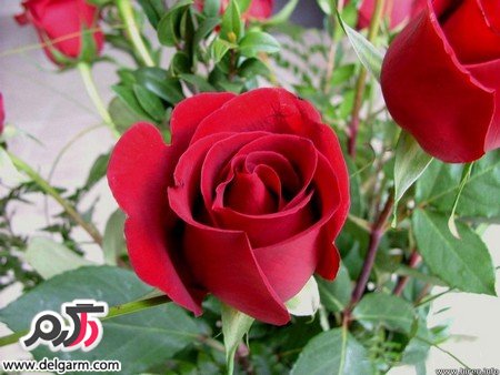 تصاویر زیبا از گل رز قرمز آتشین