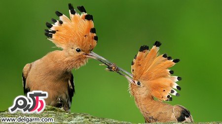  عکس پرنده های رنگی