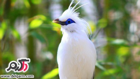  عکس پرنده های رنگی