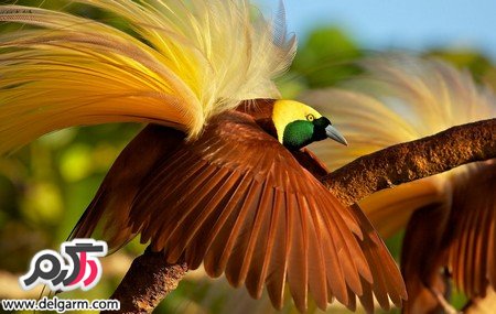  عکس پرنده های رنگی