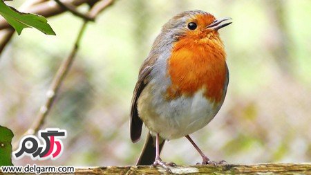  عکس پرنده های رنگی