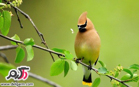  عکس پرنده های رنگی