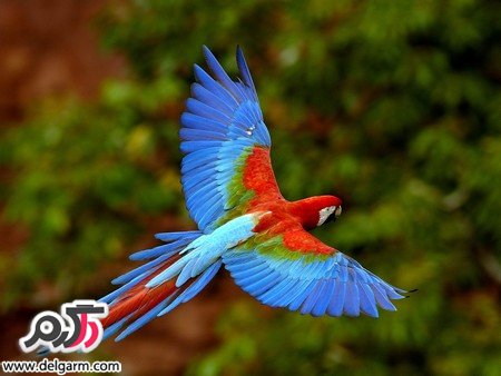  عکس پرنده های رنگی