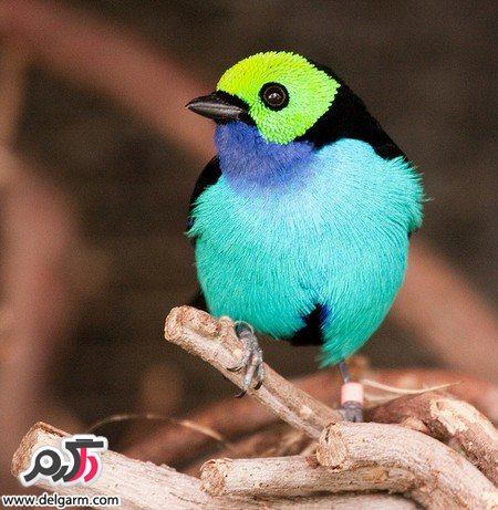  عکس پرنده های رنگی