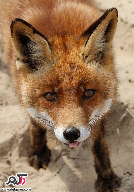 تصاویر بسیاز زیبا از روباه