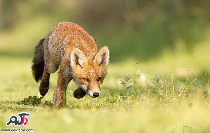 تصاویر بسیاز زیبا از روباه