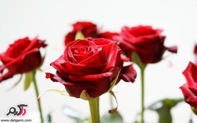 گل های زیبا سری اول