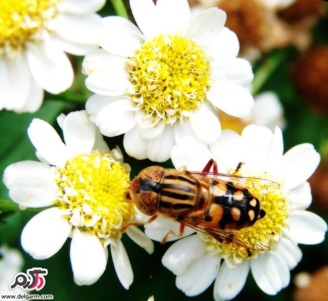 گل های زیبا سری اول
