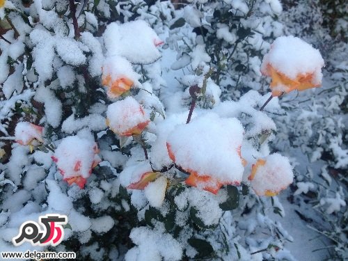 گل های زیبا سری اول