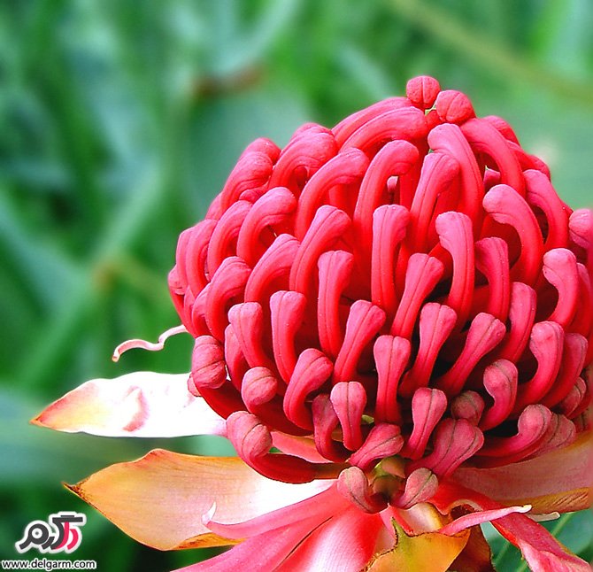 گل های زیبا سری اول