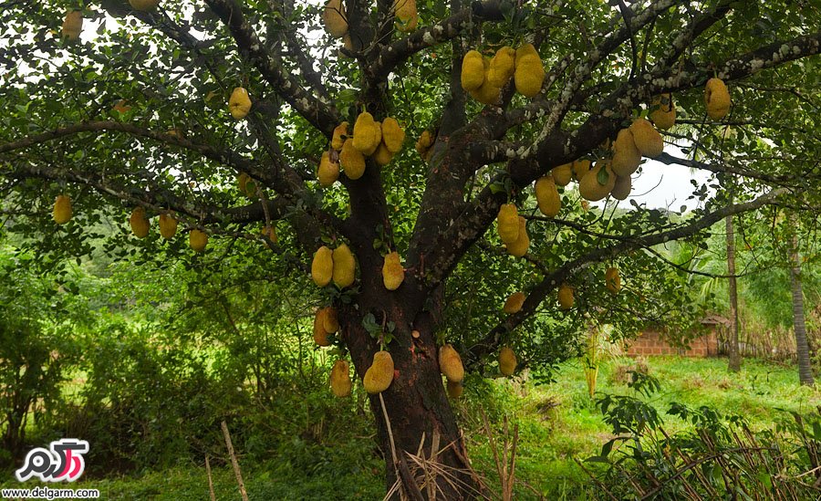 میوه های جالب اینبار  Jackfruit جاک فروت یا جاکویرا
