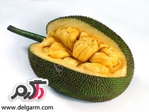 میوه های جالب اینبار Jackfruit جاک فروت یا جاکویرا