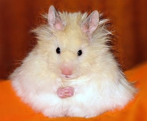 غذای همستر مینیاتوری