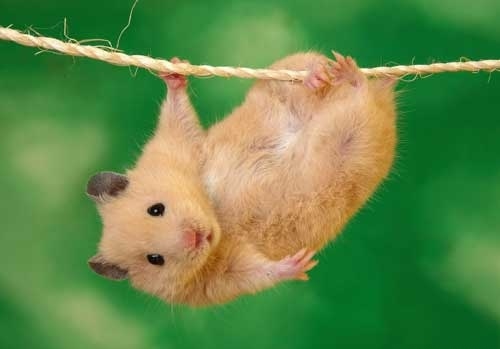 غذای همستر مینیاتوری