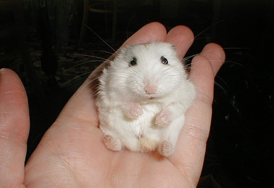 غذای همستر مینیاتوری