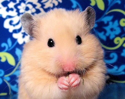 غذای همستر مینیاتوری