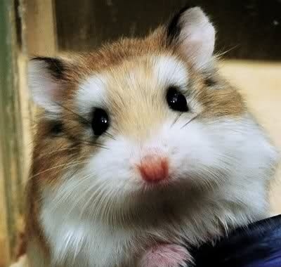 غذای همستر مینیاتوری