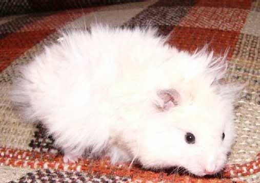 غذای همستر مینیاتوری