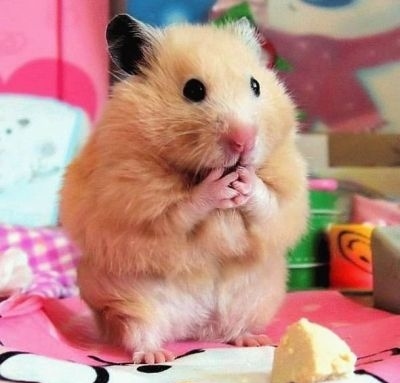 عکس همستر بامزه پشمالو