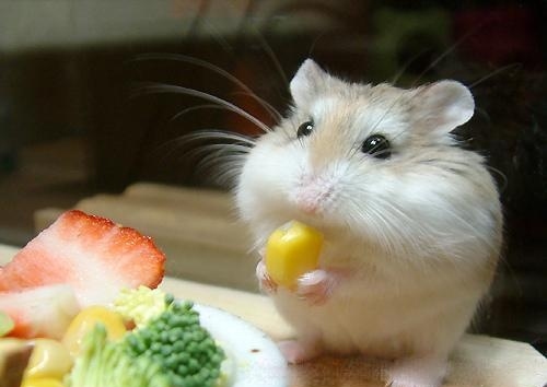 غذای همستر مینیاتوری