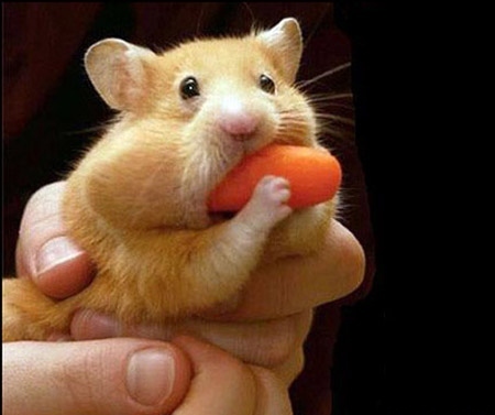 غذای همستر مینیاتوری