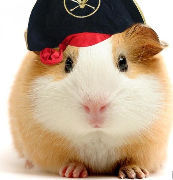 غذای همستر مینیاتوری