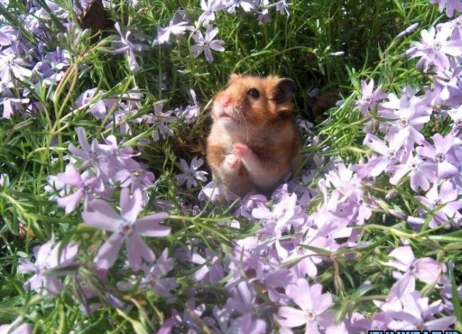 غذای همستر مینیاتوری